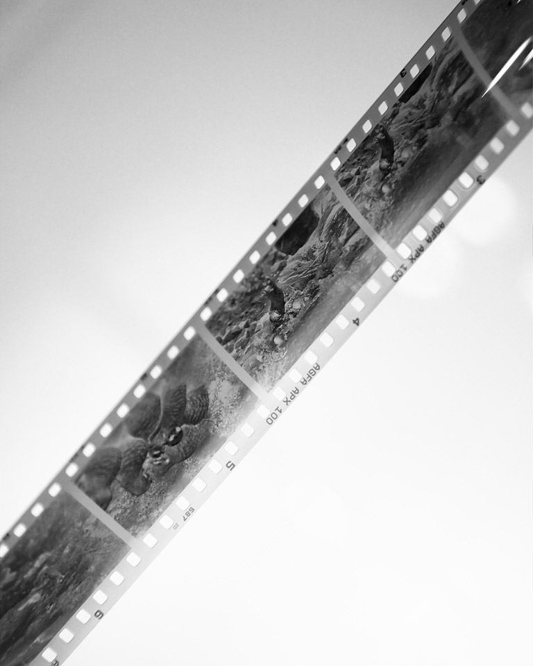 How to develop black and white film at home